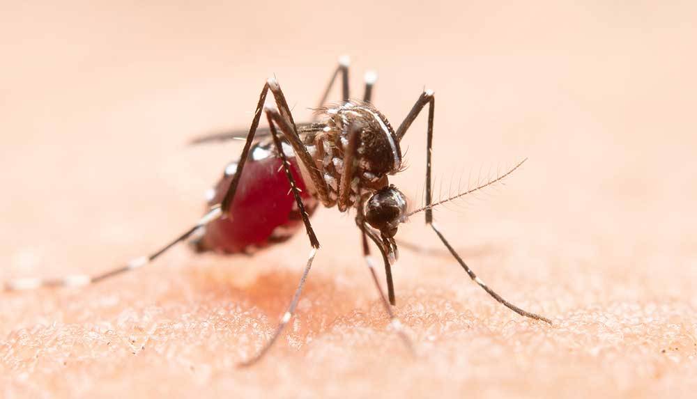 ¿Qué es el dengue?