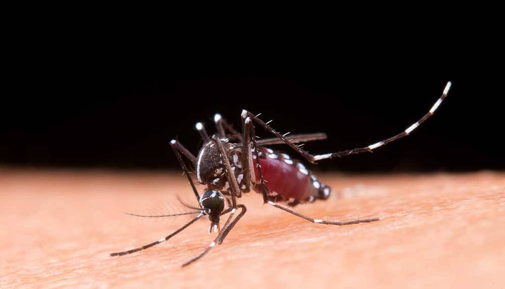 ¡El mosquito no sólo se alimenta, también puede contagiarte dengue! 